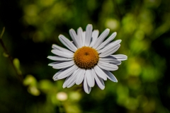Daisy