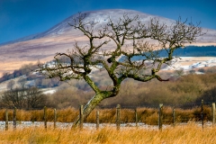 Pen Y Fan Tree